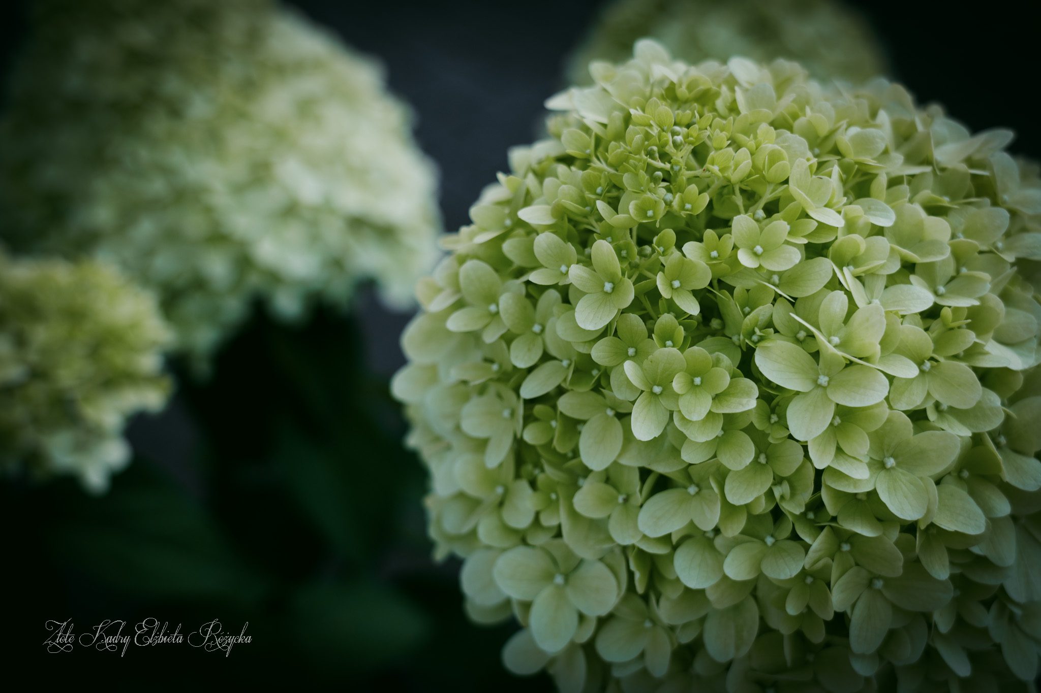 A7508575 (2)