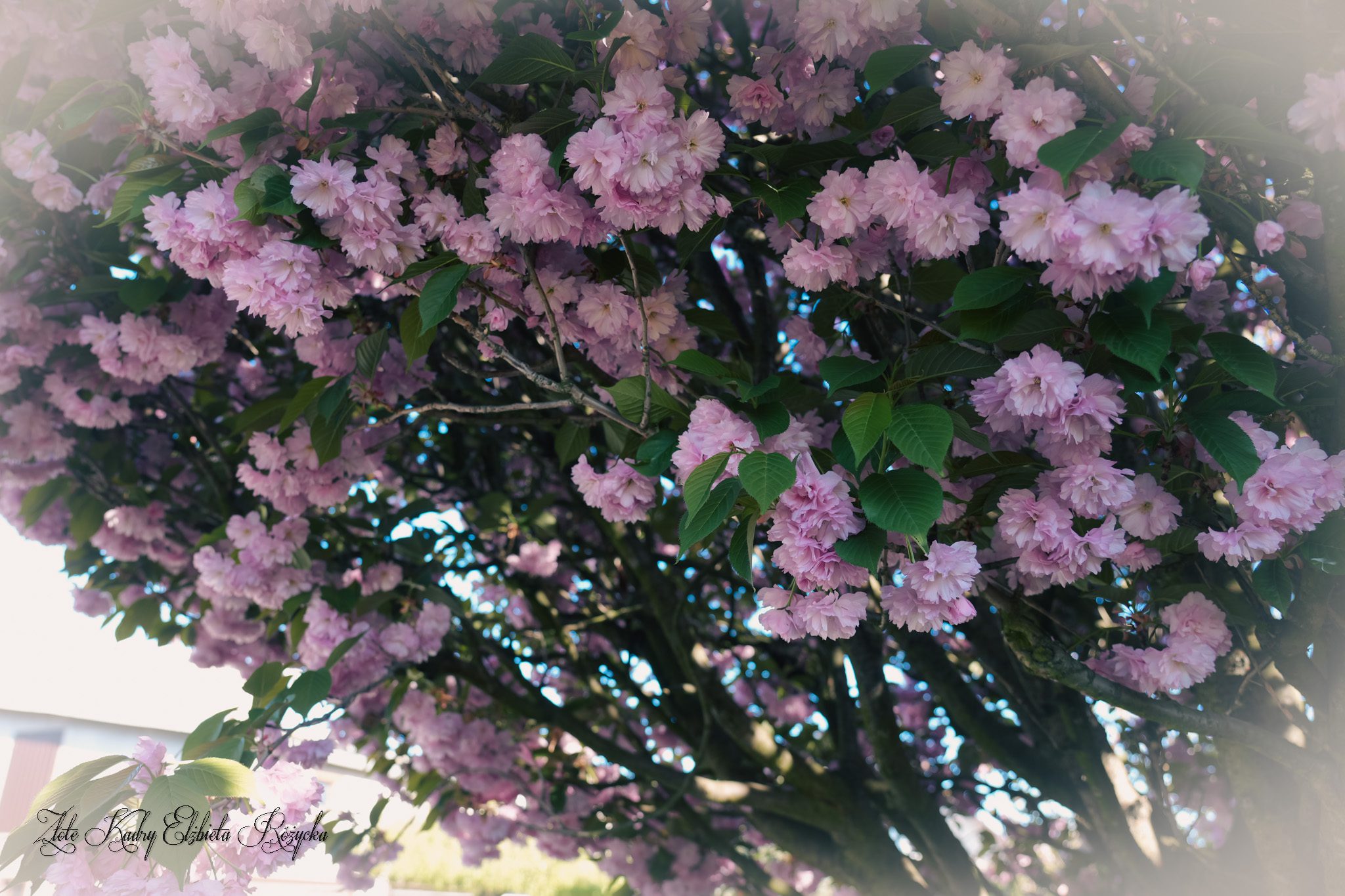 DSC00151