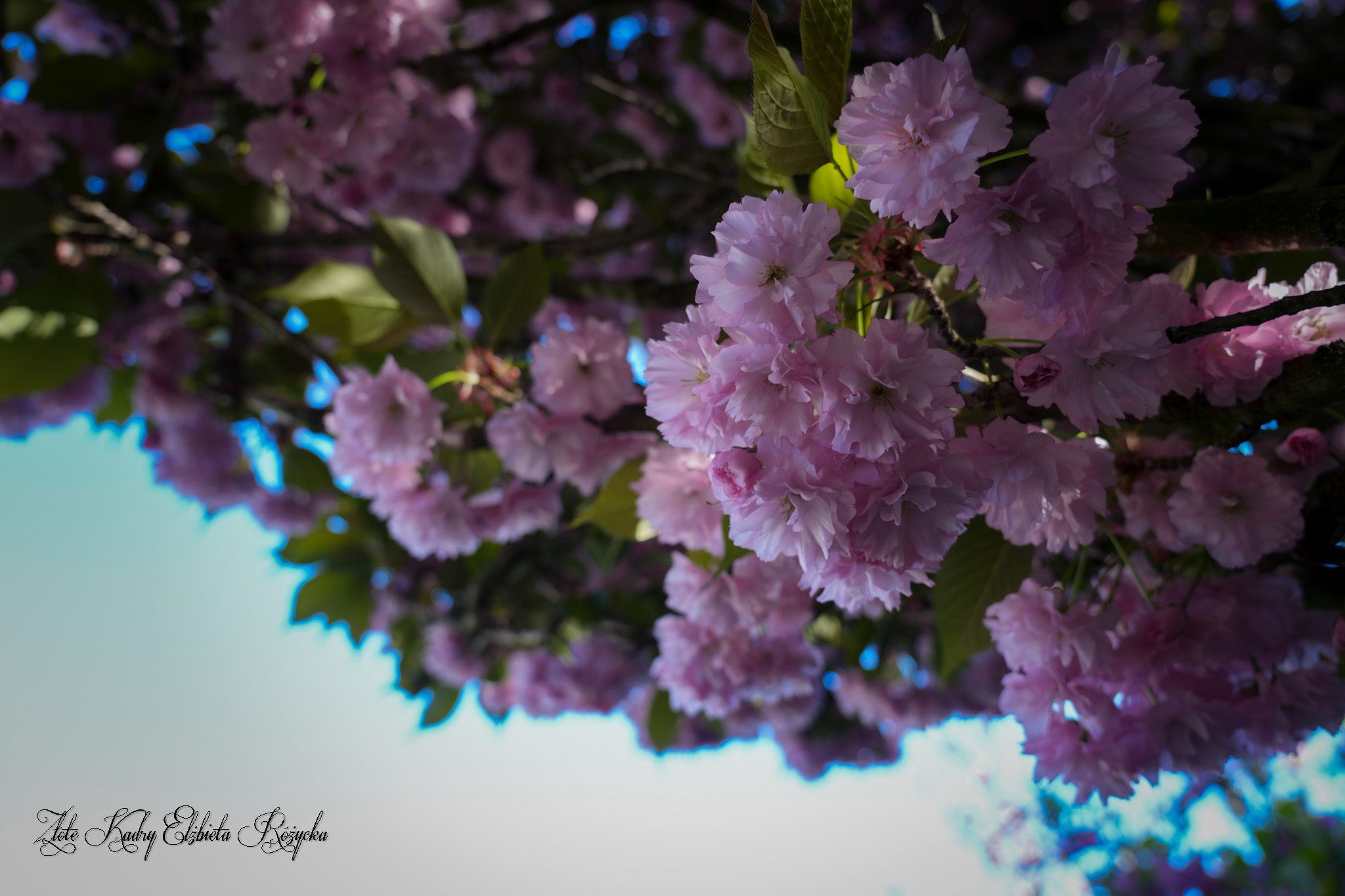 DSC00224-3-2 (1)